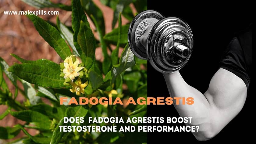 Fadogia Agrestis Review