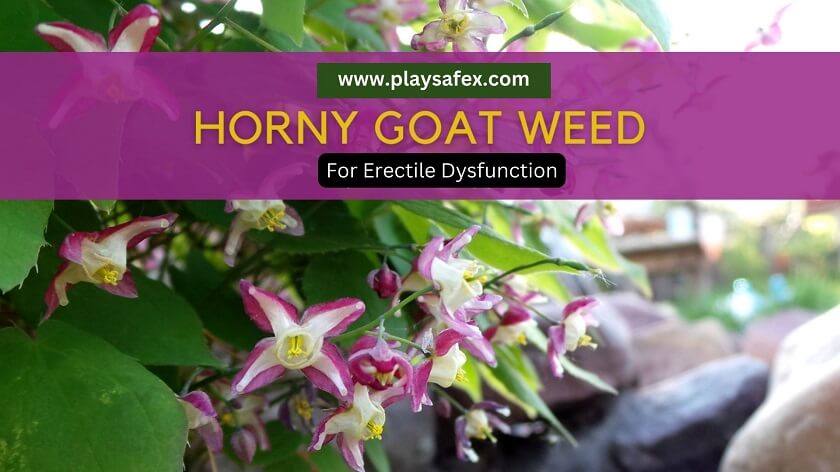 Does Horny Goat Weed Really Work For ED?