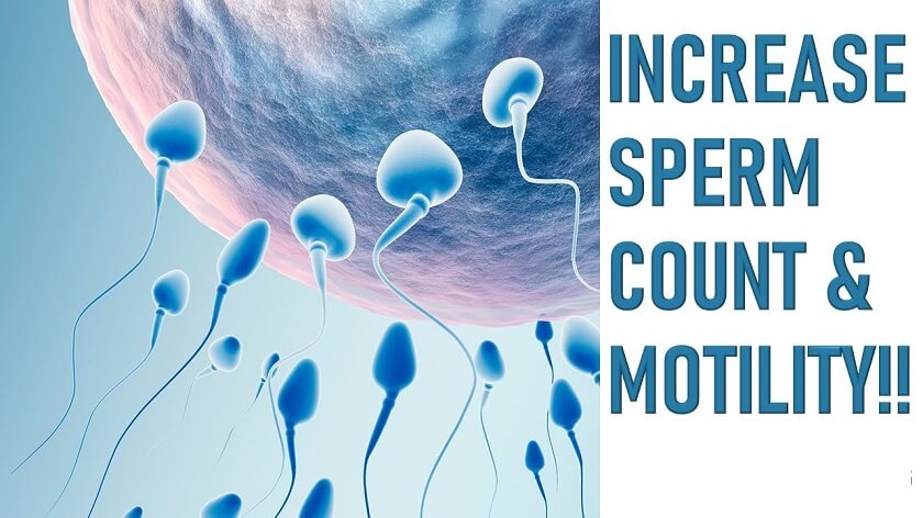 Increase Sperm Motility