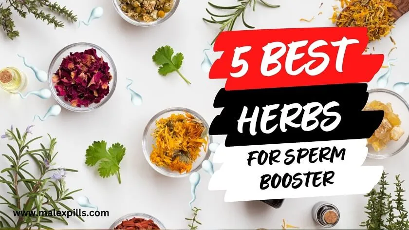 Herbs-To-Increase-Sperm-Count